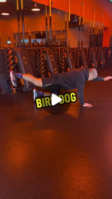 Bird Dog