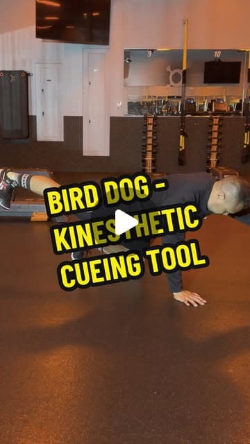 Bird Dog - Kinesthetic Cueing Tool