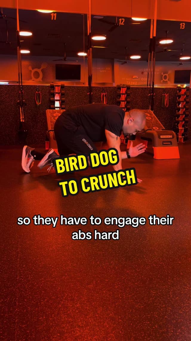 Bird dog to crunch TikTok preview
