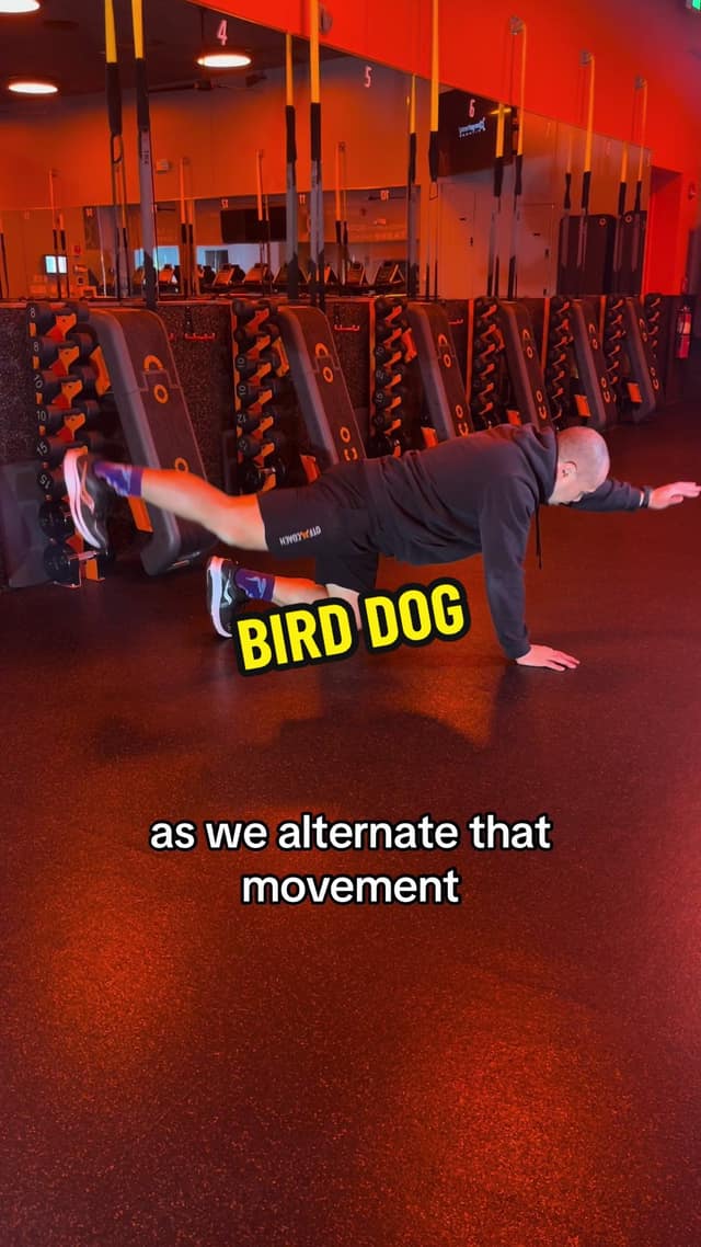 Bird Dog TikTok preview